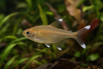 Hasemania nana Copper tetra