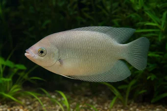 Helostoma temmincki Kissing - Gourami Cumbership
