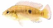 Hemichromis bimaculatus Cichlid jewel