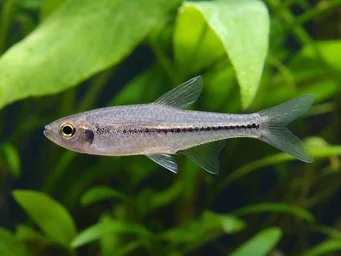 Hemigrammopetersius barnadi Barnard tetra