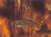 Hemigrammopetersius caud... Congo tetra with yellow