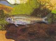 Hemigrammopetersius pulc... African tetra-born