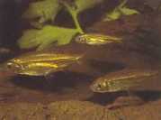 Hemigrammopetersius sept... Northern African Tetra-N...