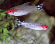 Hemigrammus bleheri Red mouth tetra