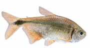 Hemigrammus caudovittatu... Tetra de Buenos Aires