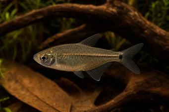 Hemigrammus hyanuary Green neon or tetra-costello