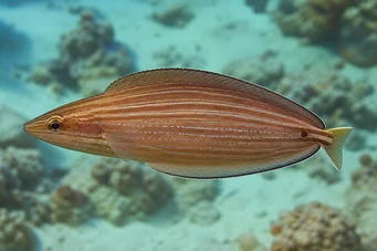 Hemipteronotus taeniourus Masked labre