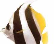 Heniochus acuminatus Tick