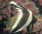Heniochus varius Hunchbacked front fish