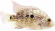 Herichthys cyanoguttatus... Cichlid of Texas