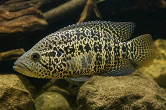 Heros managuense (Cichlid of Managua)