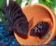 Cichlosoma nigrofasciatu... Nigro