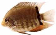 Heros severum Severum, Cichlasoma Seve...