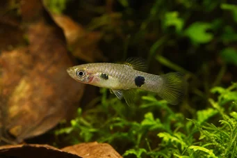 Heterandria bimaculata Heterandria bimaculata