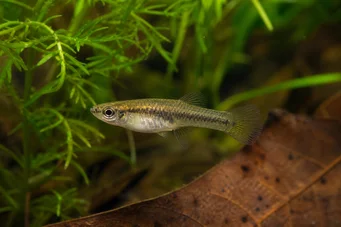 Heterandria formosa (Mosquito fish)
