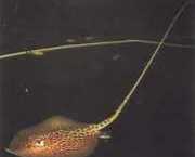 Himantura oxyrhynchus Indo-Australian spotted ...