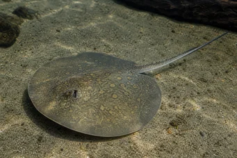 Himantura oxyrhynchus Indo-Australian spotted line