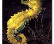 Hippocampus guttulatus Mediterranean hippocampu...