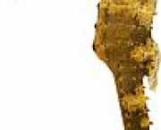 Hippocampus kuda Gilded hippocampus