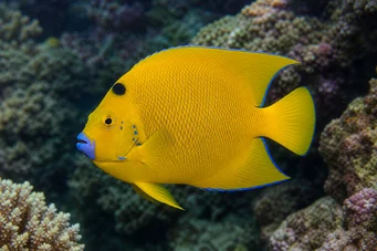 Holacanthus trimaculatus Three spots