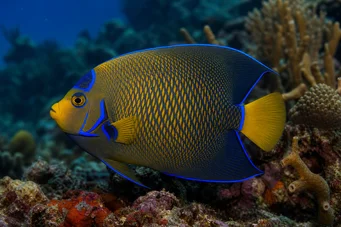 Hollacanthus royal Blue beak angel