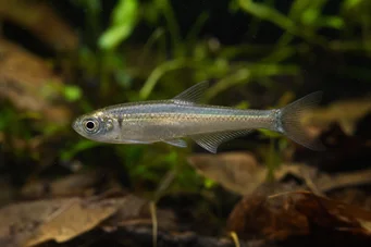 Holoshestes pequira (Orange stain tetra)