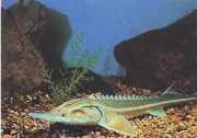 Huso dauricus Kaluga sturgeon