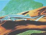 Huso huso Bélouga sturgeon