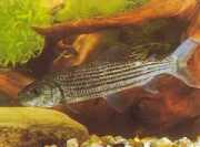 Hydrocynus goliath Tetra-Loup, African Tige...
