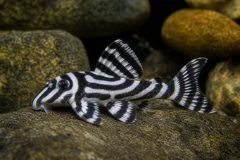 Hypancistrus zebra