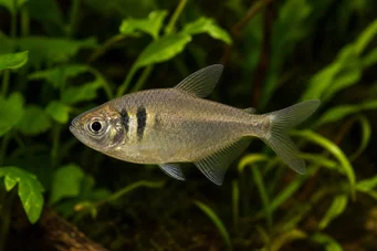 Hyphessobrycon bifasciatus Yellow tetra