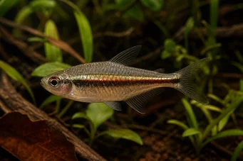 Hyphessobrycon heterorhabdus Belgian flag