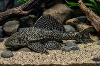 Hypostomus grandiosus (Pleco leopard)