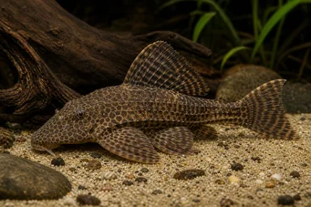Hypostomus multiradiatus