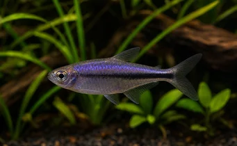 Inpaichthys kerri (Tetra Royal)