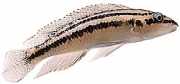 Julidochromis dickfeldi Julie de Dickfeld