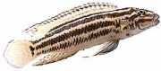 Julidochromis regani Julie-Bagnard