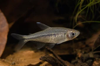 Klausewitzia ritae Rita dwarf tetrachet