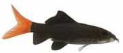 Labeo bicolor Red tail