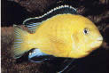 Labidochromis caeruleus Yellow