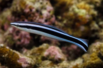 Labroides phtirophagus Red tail labroid