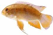 Laetacara curviceps Standard cichlid