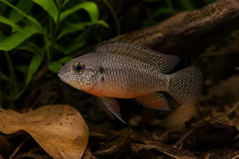 Laetacara dorsigera (Dorsigera)