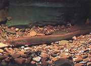 Lampetra fluviatilis Fluvial lamp