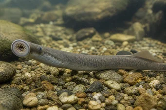 Lampetra fluviatilis
