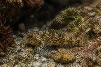 Lepadogaster candollei