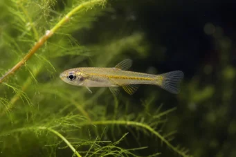 Lepidarchus adonis Tetra Adonis, naked tetra