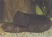 Lepidosiren paradoxa South America Lepidosirène