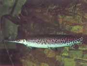 Lepisosteus platostomus Plateau lepisoste