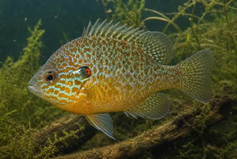 Lepomis gibbosus (Sun pole or rainbow pole)